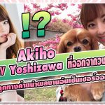 เมื่อสาว AV “Akiho Yoshizawa” ที่ออกจากวงการแล้วนั้น ถูกทางค่ายนำผลงานอันเซ็นเซอร์ออกมาปล่อย