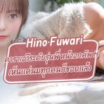 Hino Fuwari ดาราเอวีระดับรุ่นพี่ หน้าอกคัพ H เห็นแค่นมทุกคนก็ชอบแล้ว – MSFH-057